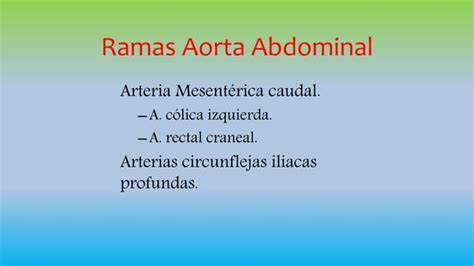 Sistema Cardiovascular Y Linf Tico Anatomia Veterinaria Ppt