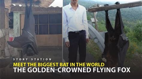 Meet The Biggest Bat In The World The Golden Crowned Flying Fox