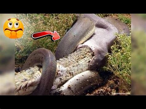 Anaconda VS Crocodile Who Would Win Animals Fighting [Complete Guide]