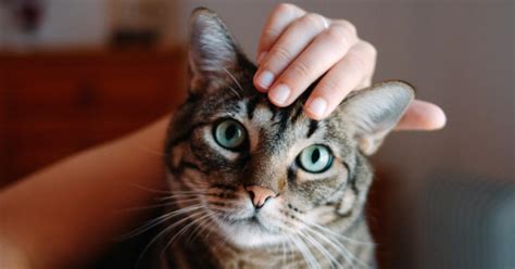 Having a pet cat could double your risk of developing schizophrenia ...