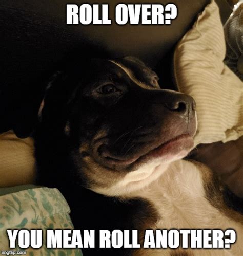 List 92 Pictures When A Dog Rolls Over On Its Back Sharp