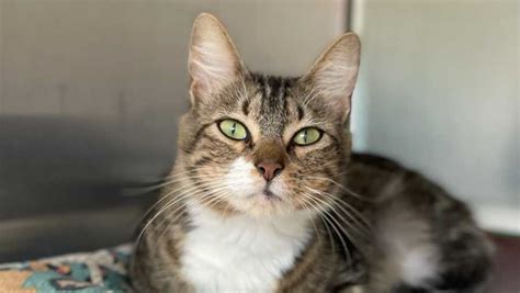 Kittens For Adoption Ma