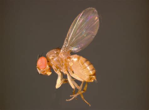 Spotted Wing Drosophila Finger Lakes Prism