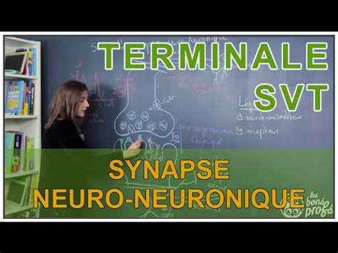 Expliquer Le Fonctionnement D Une Synapse Bac