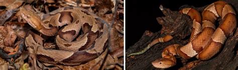 28 Types Of Snakes In Tennessee Nature Blog Network