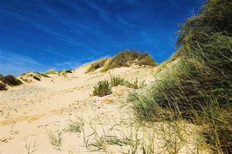 Free Photo Grass In The Sand