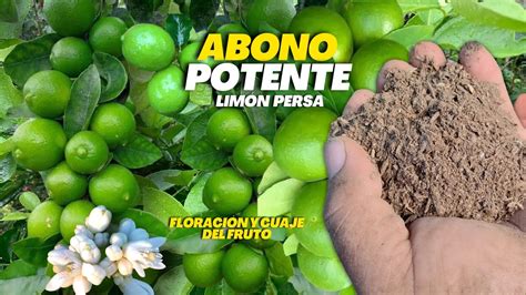 Mil Veces Mas Poderoso Mayor Floración y Cuaje de todo el Fruto de