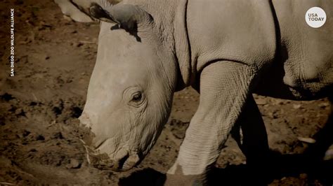 First Ivf Rhino Pregnancy Northern White Rhinos Could Be Saved