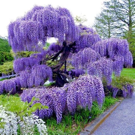 5 Chinese Wisteria Tree Seeds Fast Climber Flower Vine Cold Hardy