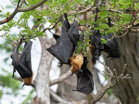 Adult Indian Flying Foxes Pteropus Medius Roosting During The Day Near Yala National Park Sri