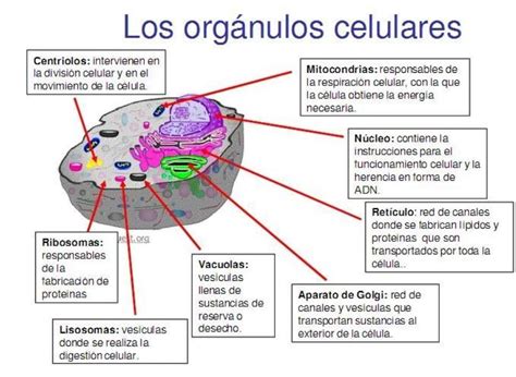 Nombra Los Orgánulos Celulares Y Explica La Función De Cada Uno