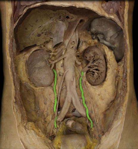 Urinary System APR Flashcards Quizlet