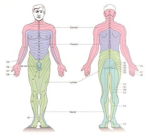 La N Vralgie Cervicobrachiale Commune Trait E Par Photobiomodulation