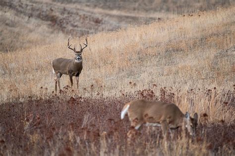 Whitetail Rut Deer Hunting Guide With HuntStand Pro Whitetail HuntStand