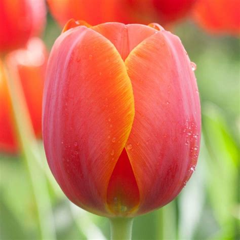 AD REM Tulipgarden