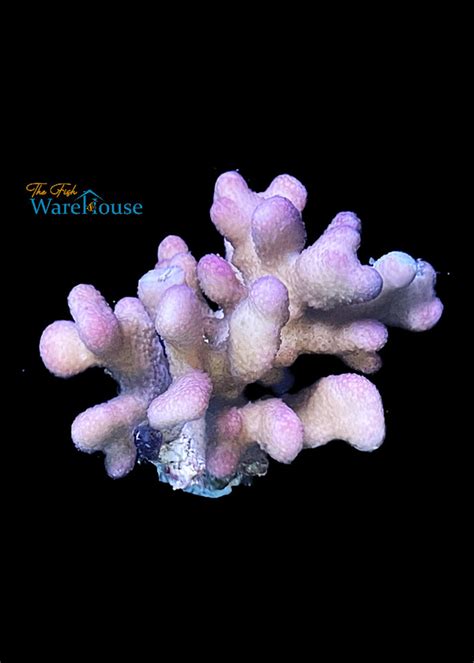 Pink Stylophora Coral Stylophora Sp The Fish Warehouse