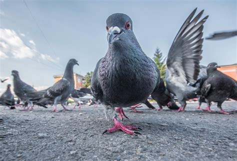 Taube Guckt Frech Erna Graff Stiftung