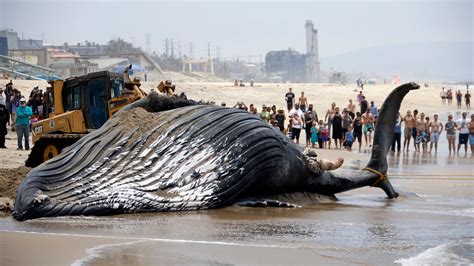 Humpback Whale Carcass Towed Out To Sea After Washing Ashore On Los Angeles Beach Nbc Los Angeles