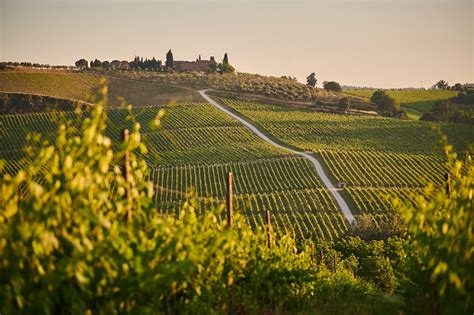 Nasce L Elenco Regionale Dei Vigneti Eroici E Storici Del Piemonte