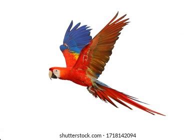 Macaw Flying Drawing