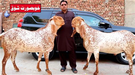 Big Makhi Cheena Goats Kajlay Chatray Of Kashif Bhai Lahore