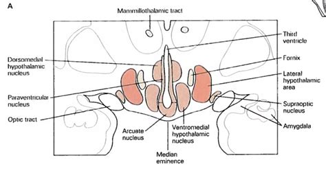 the hypothalamus signals an animal to start eating - research-poster ...