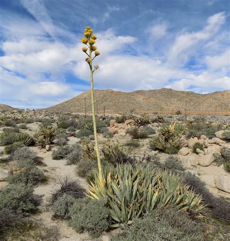 Plantfiles Pictures Agave Species Desert Agave Desert Century Plant Maguey Agave Deserti