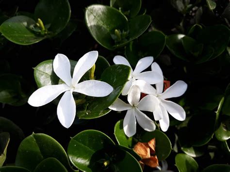 Flowers And Foliage Of Madagascar Jasmine Stock Image Image Of Group
