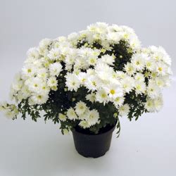 Chrysanthemum Gardenmums M Ster Gr Ns Blomsterlexikon