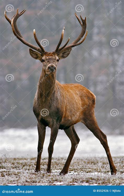 Red deer stag stock photo. Image of nature, mammal, grazing - 8552926