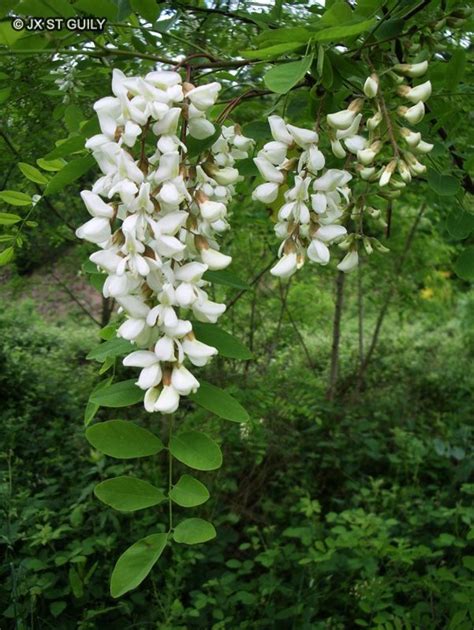 Elderberry Gardening Solutions University Of Florida Institute Of Food