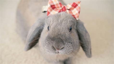 Which Breed Of Rabbit Is Most Child Friendly?