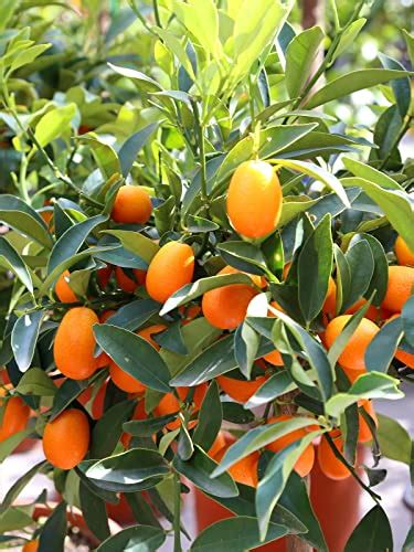 Meiwa kumquat - How to grow & care