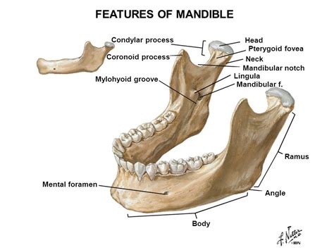 Pterygoid Fovea