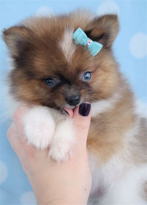 Pomeranian Puppies And Pomeranians For Sale In South Florida Teacups