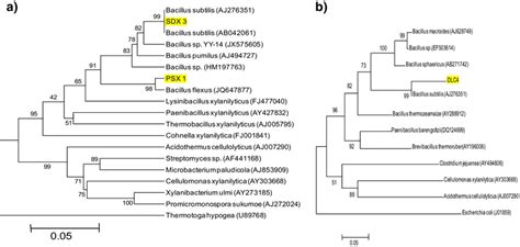 Phylogenetic Dendrogram A Cellulolytic And B Xylanolytic Based On