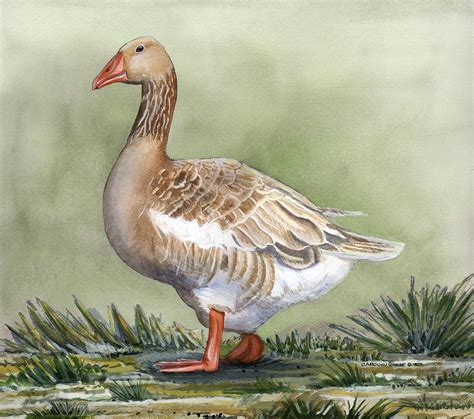 American Buff Goose Painting By Carolyn Guske Fine Art America