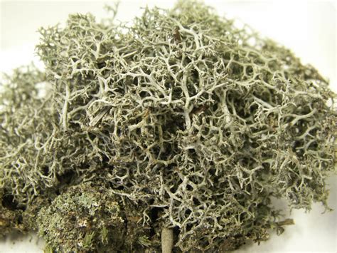 Cladonia ~ Everything You Need to Know with Photos | Videos