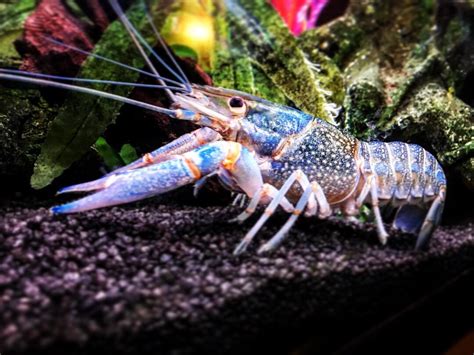 My 4 year old tropical blue lobster : r/Aquariums