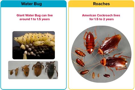 Water Bug vs. Roach [15 Differences] | APB