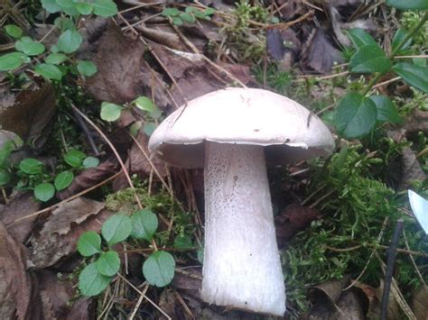 Подосиновик белый (Leccinum percandidum) фото и описание