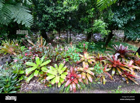 Display Of Colourful Bromeliads In A Tropical Garden In The Rainforest Bellenden Ker Far North