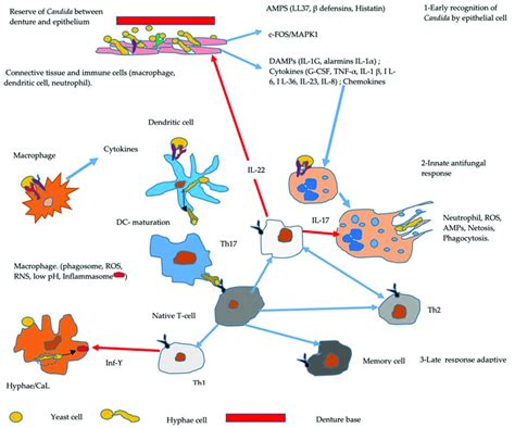 Schematic Pathway Of An Early And Late Host Immune Response Against The Download Scientific