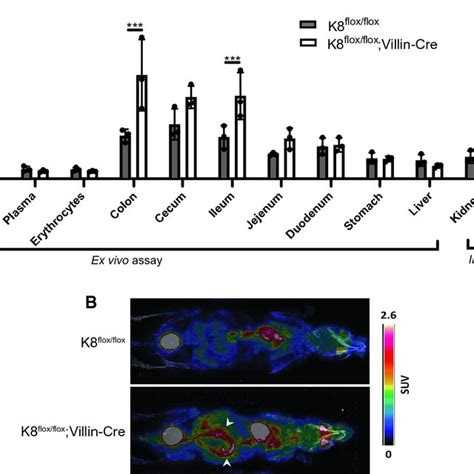 K Flox Flox Villin Cre Mice Possess Increased Metabolic Activity In