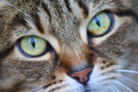 What Are My Cats Eyes Telling Me Great Cat Info