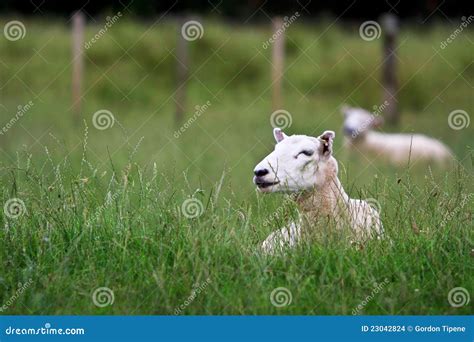 Two Sheep Resting In Long Grass Stock Photo Image Of Animal Field