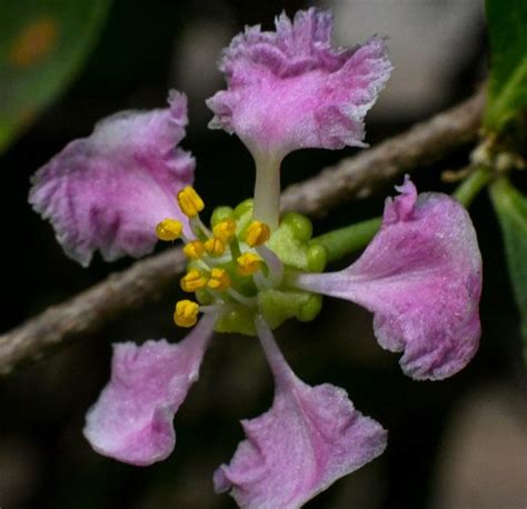 Malpighia Emarginata Pixie Rare Plants