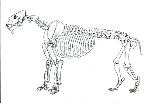 Smilodon populator skeleton. by Smerjeevski on DeviantArt