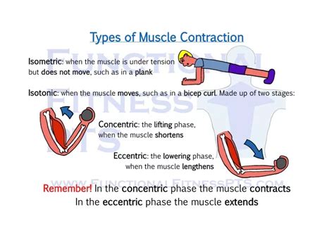 Ppt Types Of Muscle Contraction Powerpoint Presentation Free