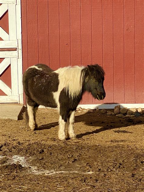 Miniature Pony Colorado Farm - Free photo on Pixabay - Pixabay